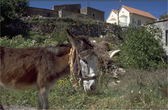 Cretan donkey