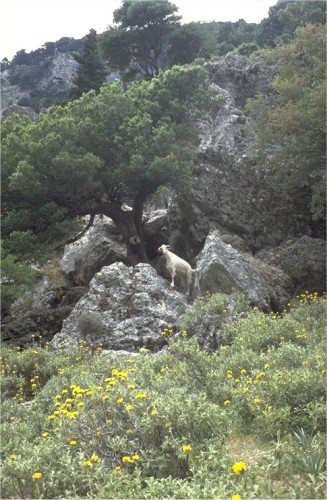 Imbros gorge, near Chora Sfakion